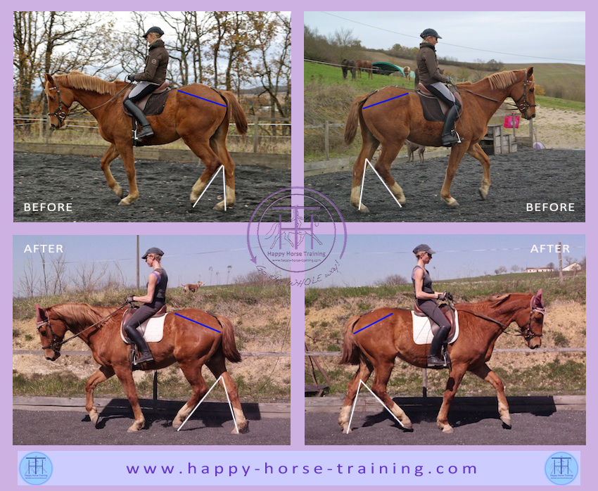 The Horse's Hind Legs Tell The True Story