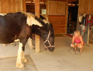 introducing clippers to young horse