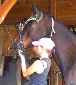 bridle problems from bad early handling