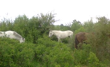 horses browsing