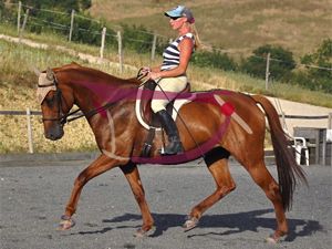 dressage gymnastic ring of muscles