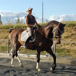 dressage relaxation