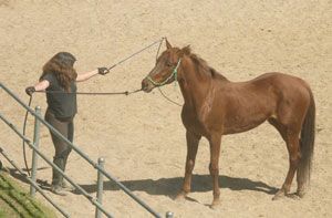 natural horsemanship resistance