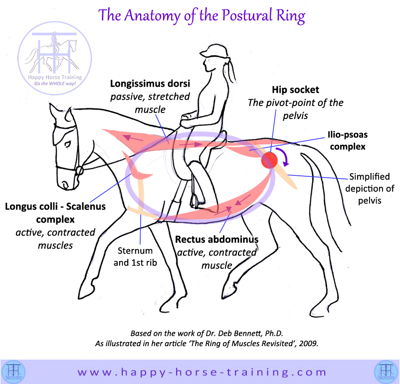 Pelvic Anatomy Horse - Ungulate Bone Tutorial Pelvis Equine Youtube