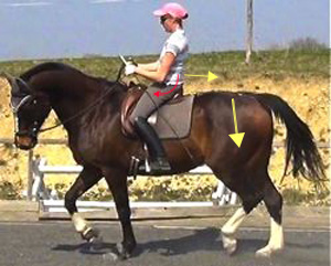 A flat-seated dressage saddle allows the rider's seat to be correctly engaged