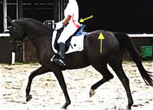 deep-seated dressage saddle supporting the hollow seat