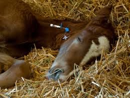 Example of a  dummy foal