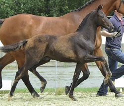 elite dressage foal