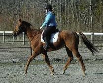 equine back problems: not stretching back when ridden
