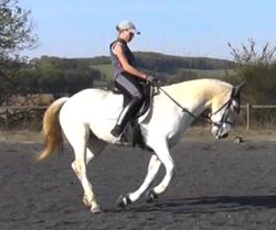 equine back problems: correct work