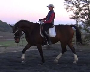 equine back problems: healing