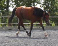 equine back problems: correct preparation