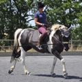 suppleness in different horses