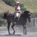 suppleness in different horses