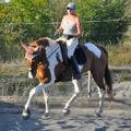 suppleness in different horses