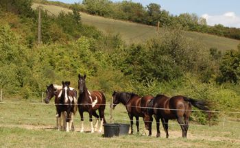 rescue horse happy with herd