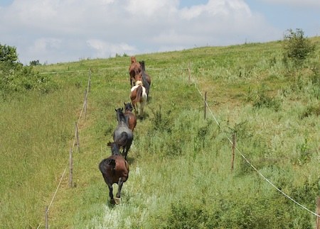 horses enjoying their Paddock Paradise