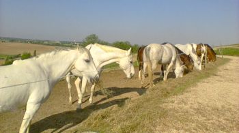 horses eating hay