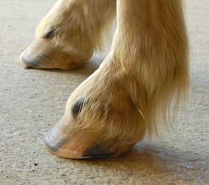 healthy hooves with the natural barefoot trim