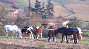 herd behavior: a happy horse group