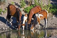 herd dynamics water hole