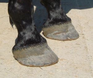 barefoot trims - excessive rasping of outer hoof wall