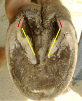 shoe-damaged hoof bar angle