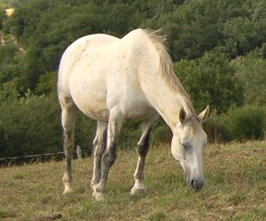 horse conformation: leg deformity