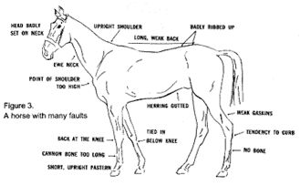 horse conformation faults