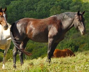 horse conformation: crookedness