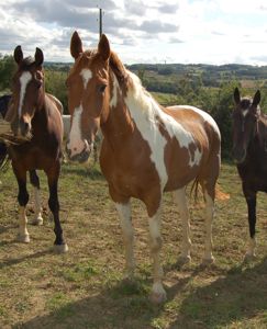 horse conformation: post-legged