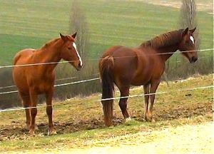 horse personality in the herd: lower ranks