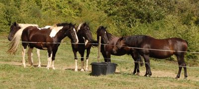 horse personality in the herd: dominance horse personality in the herd: dominance