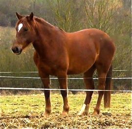 horse personality in the herd: lower ranks