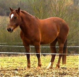 horse personality in the herd: lower ranks