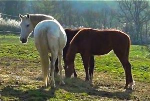 horse personality in the herd: octavia