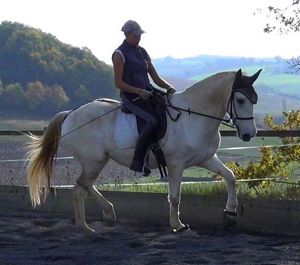 horse personality dynamics in training