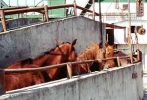 Horses for slaughter
