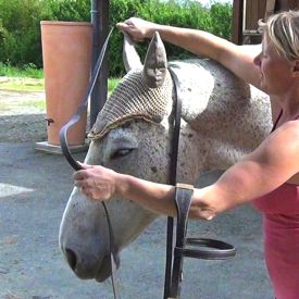 how to bridle a horse: step 1