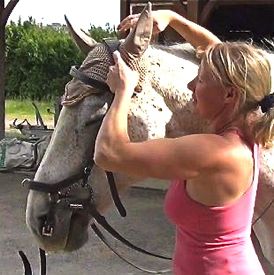 how to bridle a horse: step 5