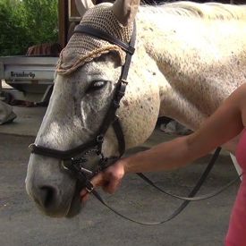 how to bridle a horse: step 7