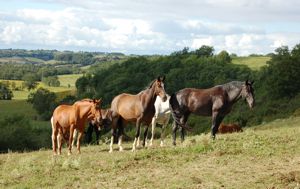 horse herd