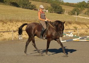 how to train horses