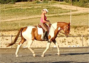 how to train horses