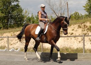 how to train horses correctly