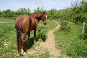jasmine on paddock paradise path