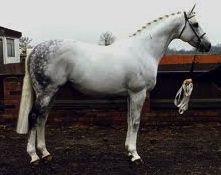 Java Tiger, thoroughbred stallion