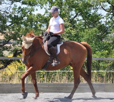 natural horse training true dressage