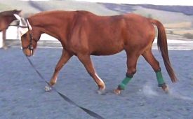 Lunging a horse demonstrates exactly the same biomechanical dynamics of engagement as riding involves