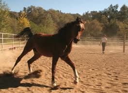 lunging a horse is superior to loose schooling